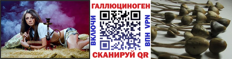 Галлюциногенные грибы Psilocybe  Нововоронеж 