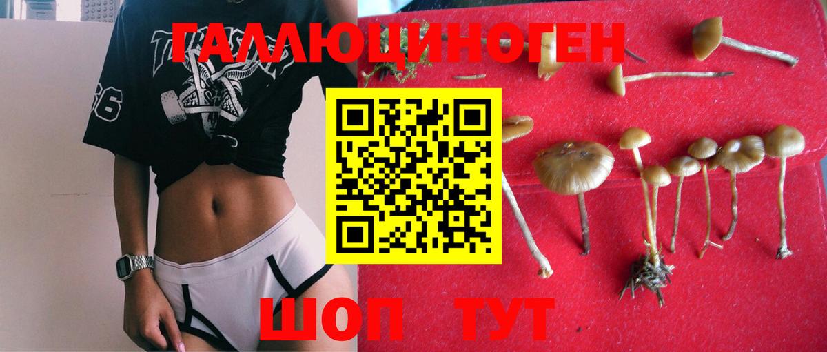 Нововоронеж  Псилоцибиновые грибы MAGIC MUSHROOMS  Вход с VPN  Псилоцибиновые грибы GOLDEN TEACHER 